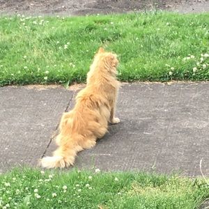 Meet your Posher, Sammy